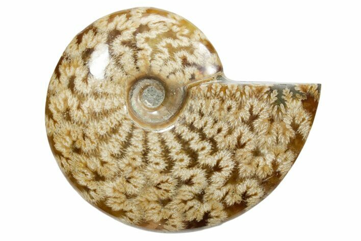 Polished Ammonite (Cleoniceras) Fossil - Madagascar #348506